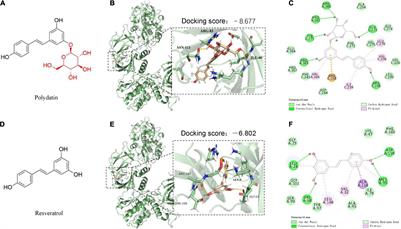 Polydatin, A Glycoside of Resveratrol, Is Better Than Resveratrol in Alleviating Non-alcoholic Fatty Liver Disease in Mice Fed a High-Fructose Diet